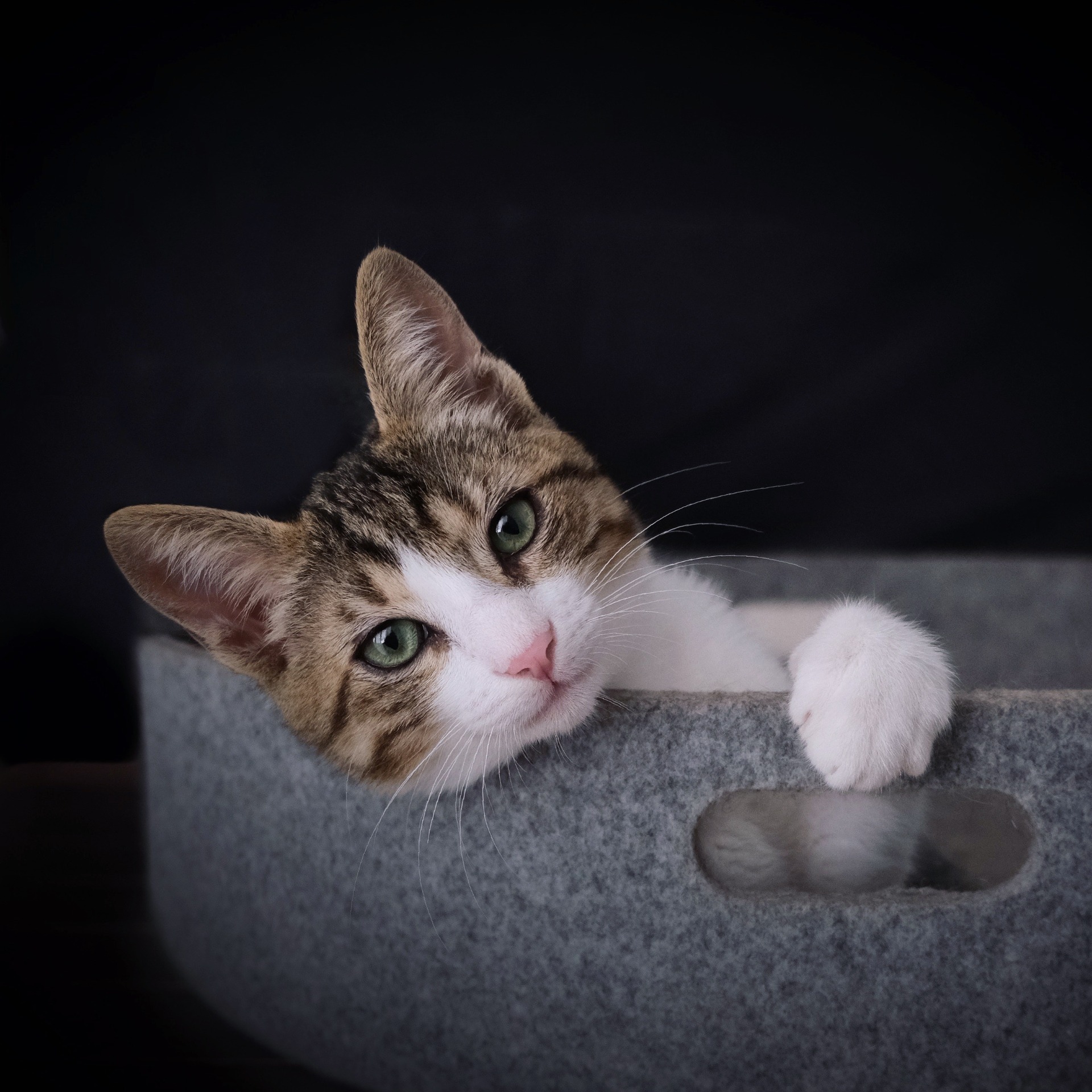 Kätzchen und Jungtiere