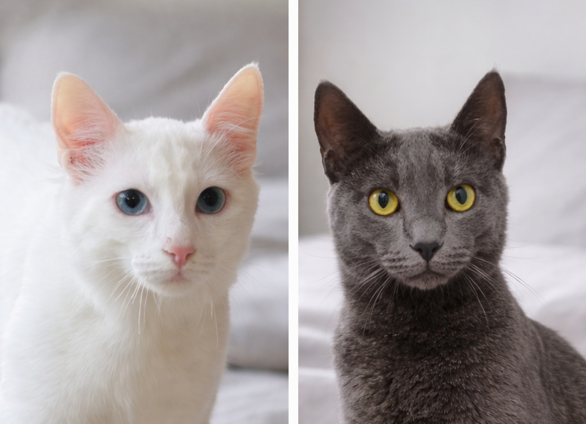 Corleone & Nofretete