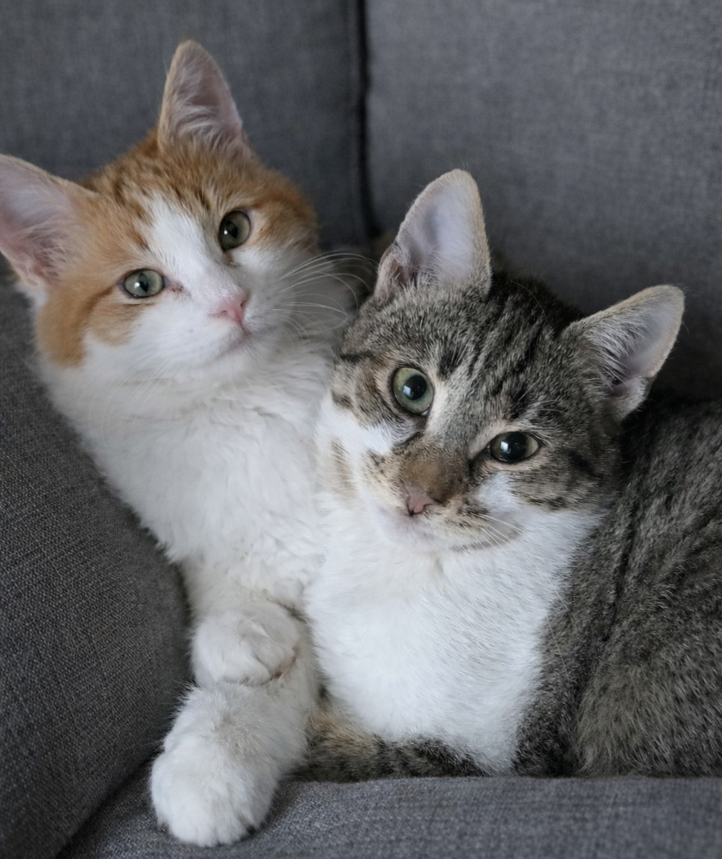 Renos & Bellinos (reserviert)