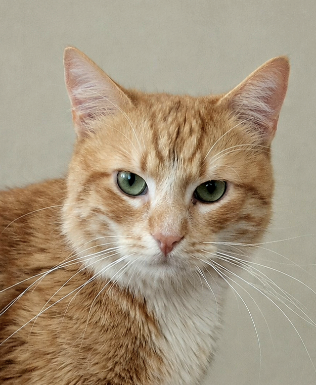 Pumpkin (reserviert)