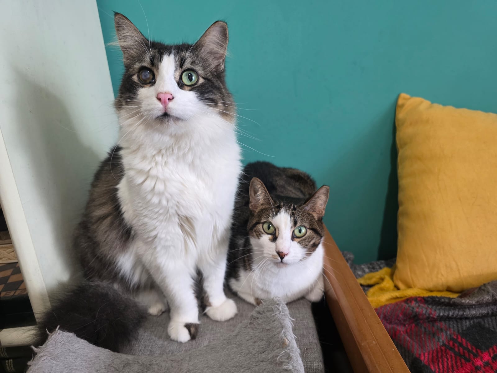 Sushi & Nenya