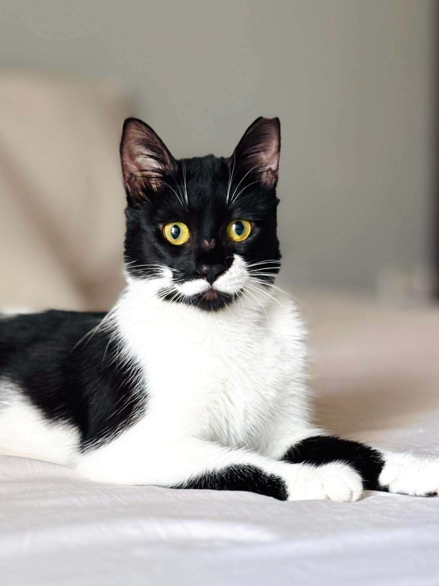Cleo (reserved)