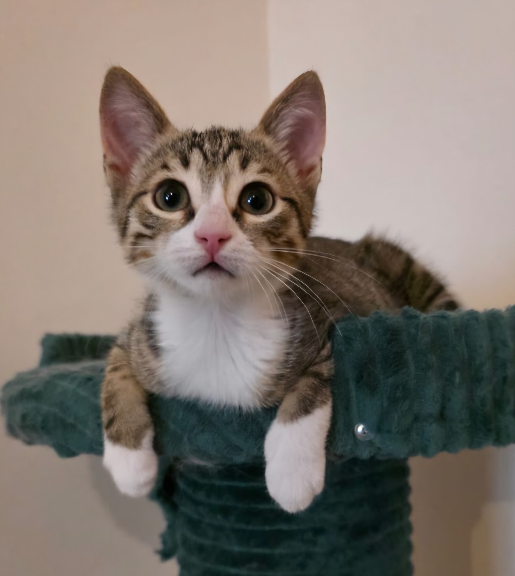 Sertab (reserved)