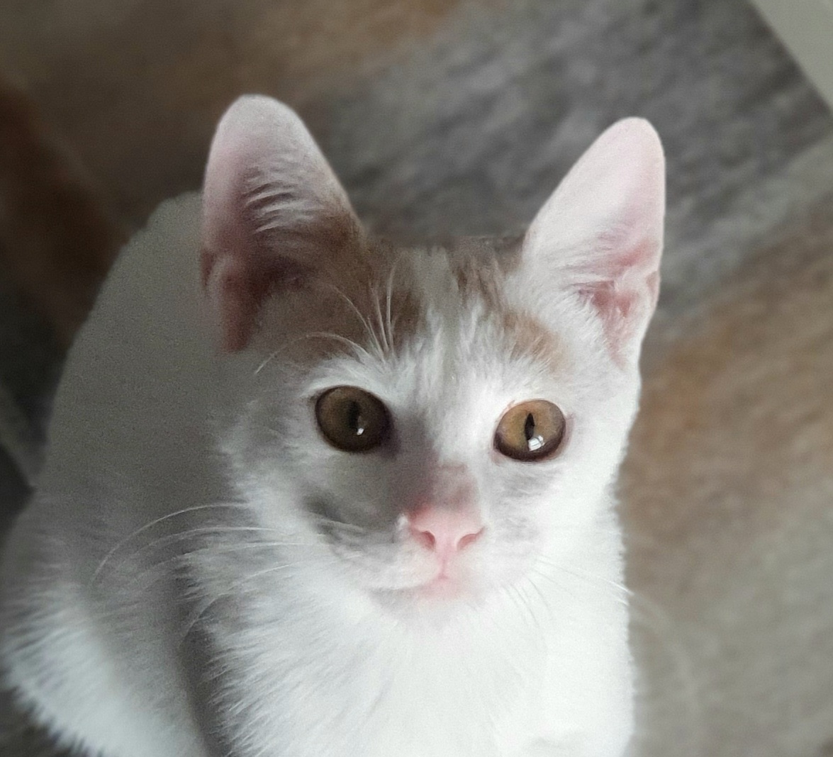 Hoku